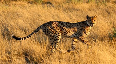 Carnivores Around The World 2025 Last Episode
